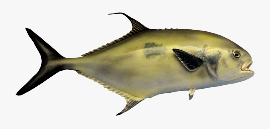 Black Tail Permit Fish - Poisson Avec Queue Avec Noir, Transparent Clipart