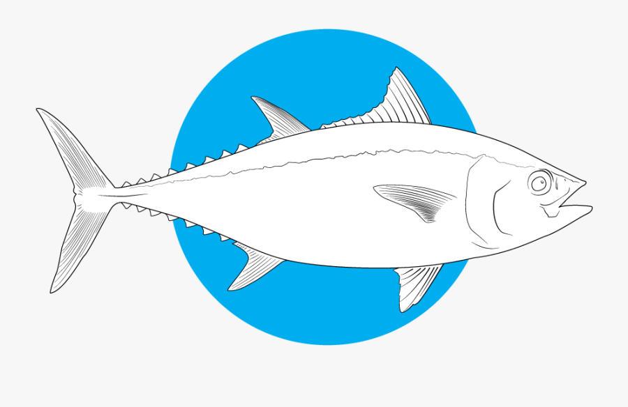 Where To Fish In - Pacific Bluefin Tuna Silhouette, Transparent Clipart