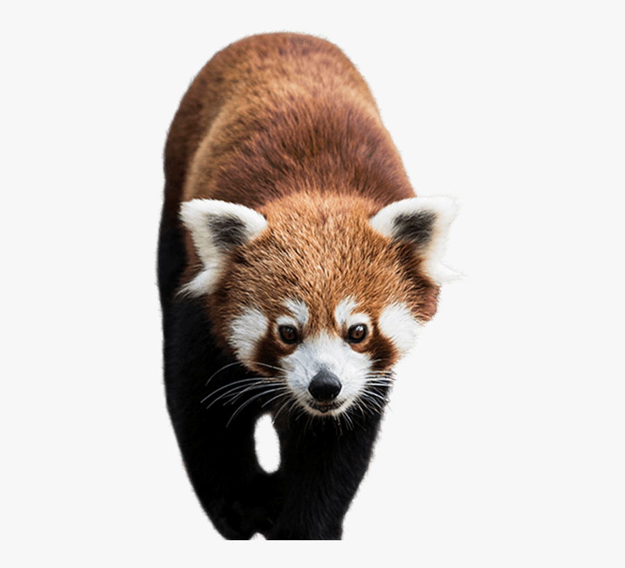 Red Panda Chengdu Research Base Of Giant Panda Breeding - Real Red Panda Png, Transparent Clipart