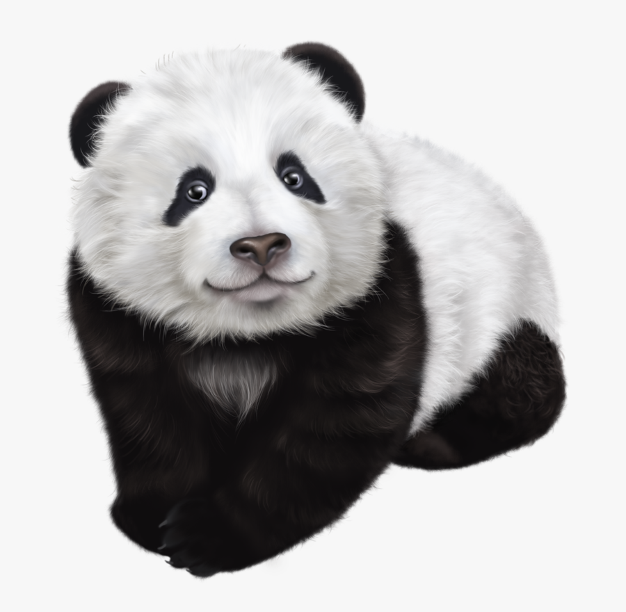 Giant Panda Png, Transparent Clipart