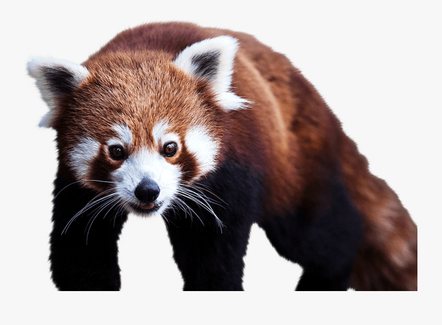 Red Panda National Zoo Aquarium - Red Panda Image Png, Transparent Clipart