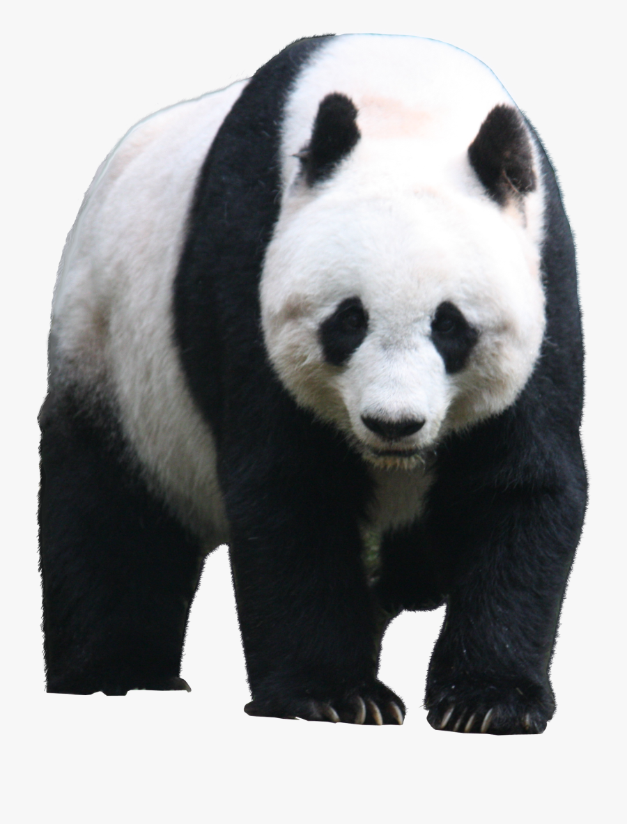 Panda Png Picture Web Icons Png - Giant Panda Png, Transparent Clipart