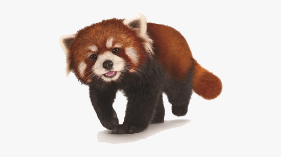 Red Panda Transparent Background, Transparent Clipart