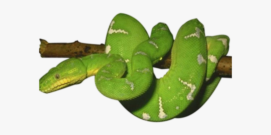 Transparent Background Green Snake Png, Transparent Clipart
