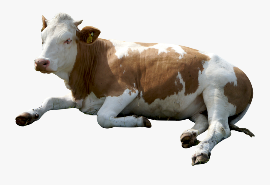 Cow Head Png Hd Pluspng - Cow Png, Transparent Clipart