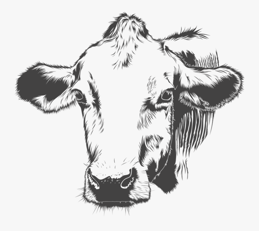 Cow, Cattle, Animal, Farm, Vector - Black And White Cow Vector, Transparent Clipart