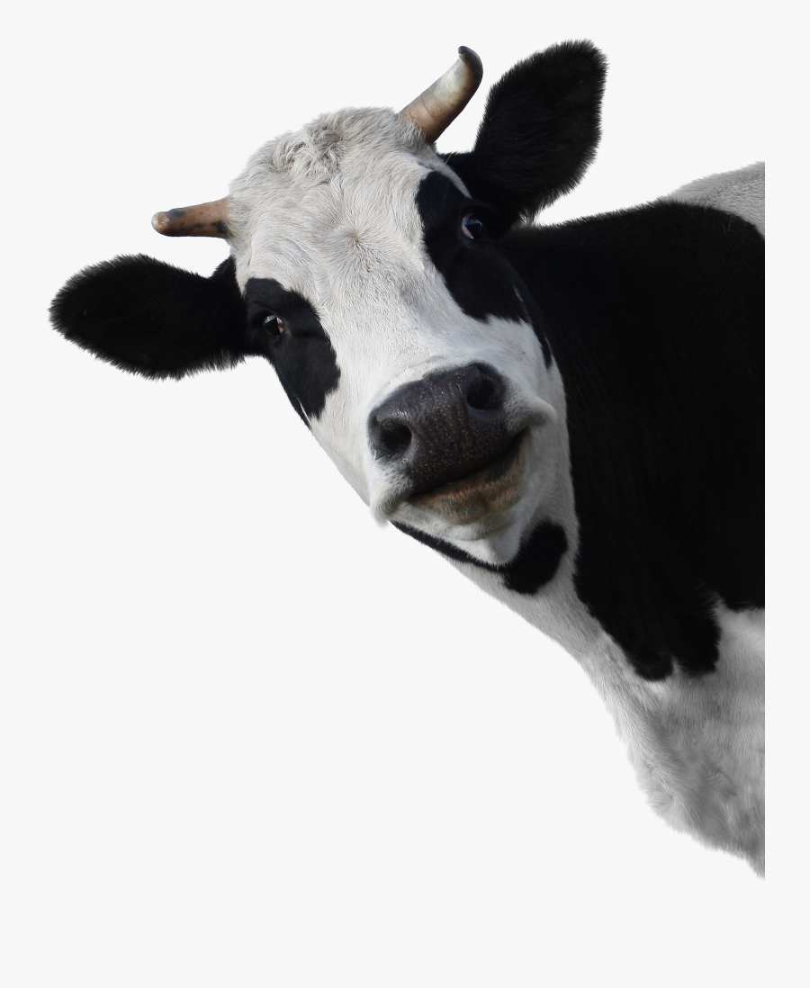 Cow With Transparent Background, Transparent Clipart
