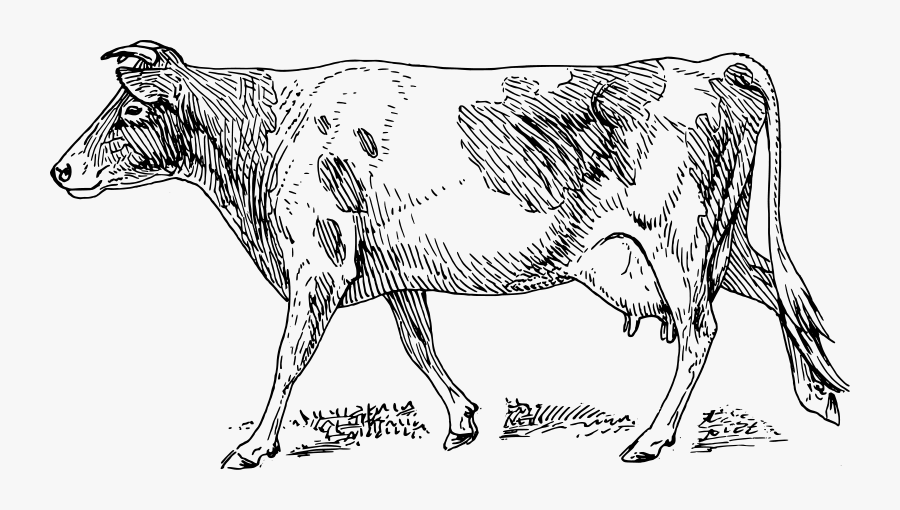 Free Vector Guernsey Cow - Guernsey Cow, Transparent Clipart