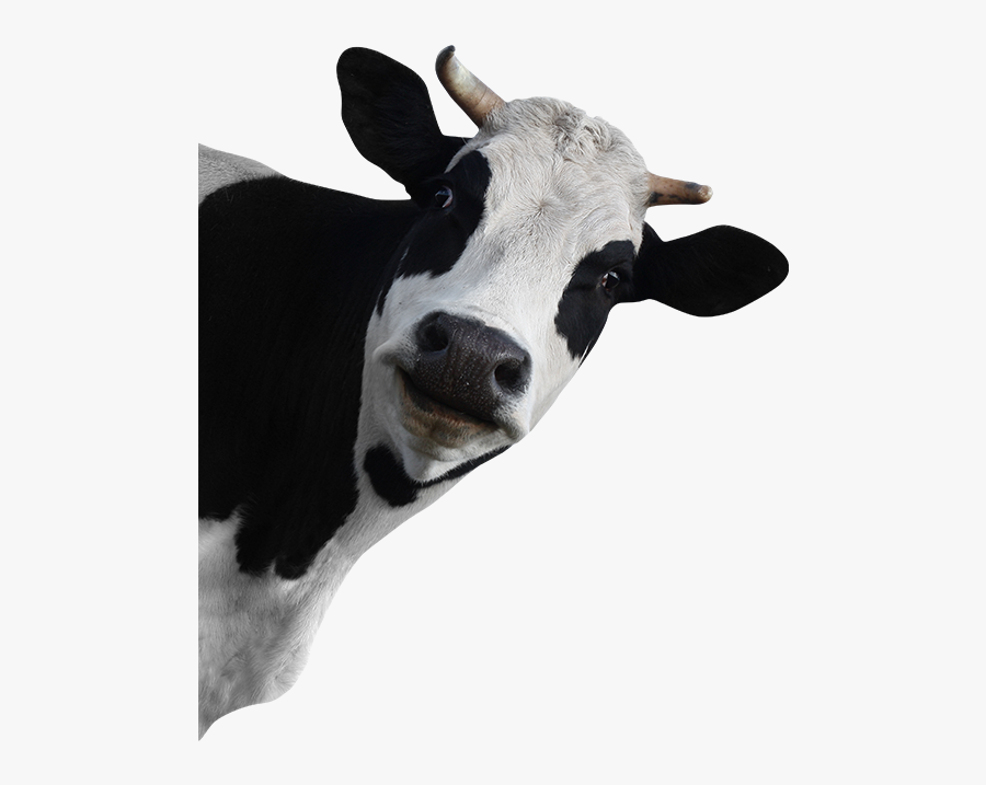 Cow Png, Transparent Clipart