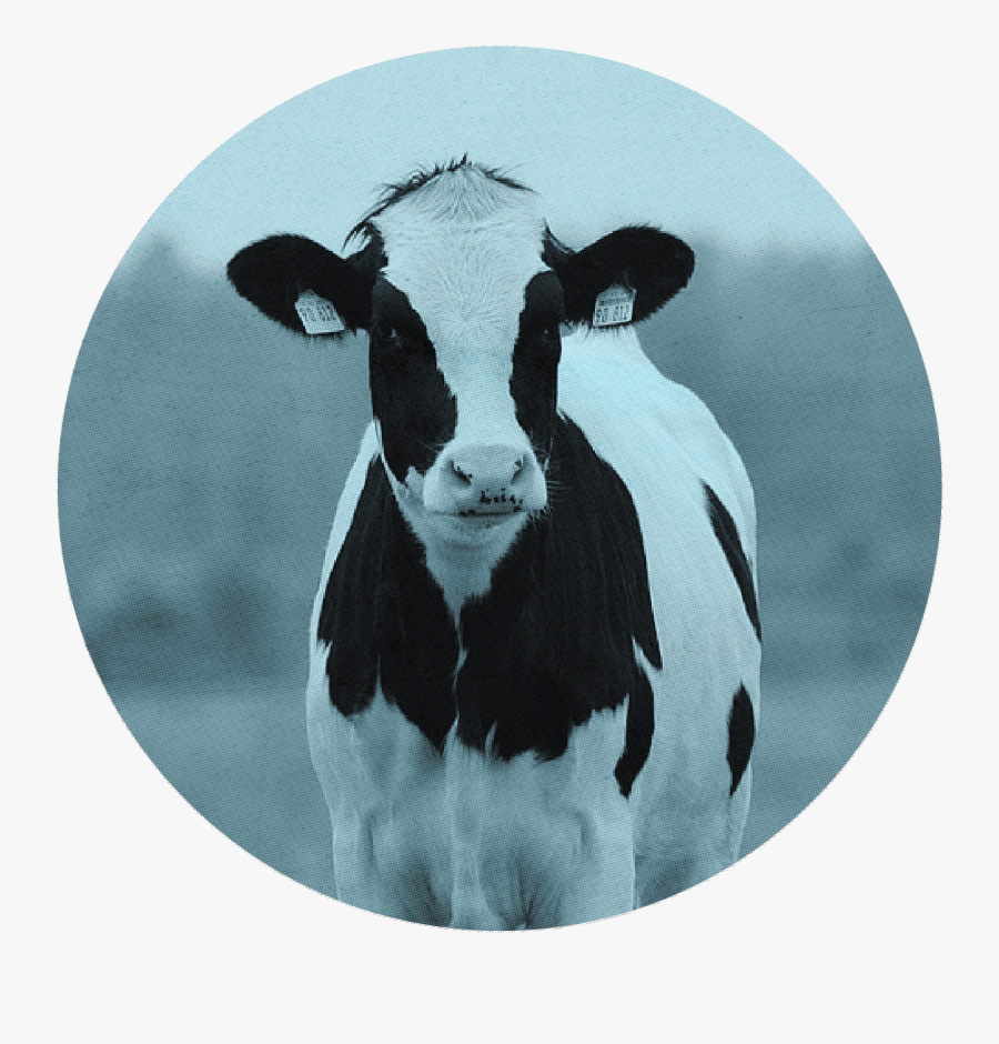 Holstein Cow Head, Transparent Clipart