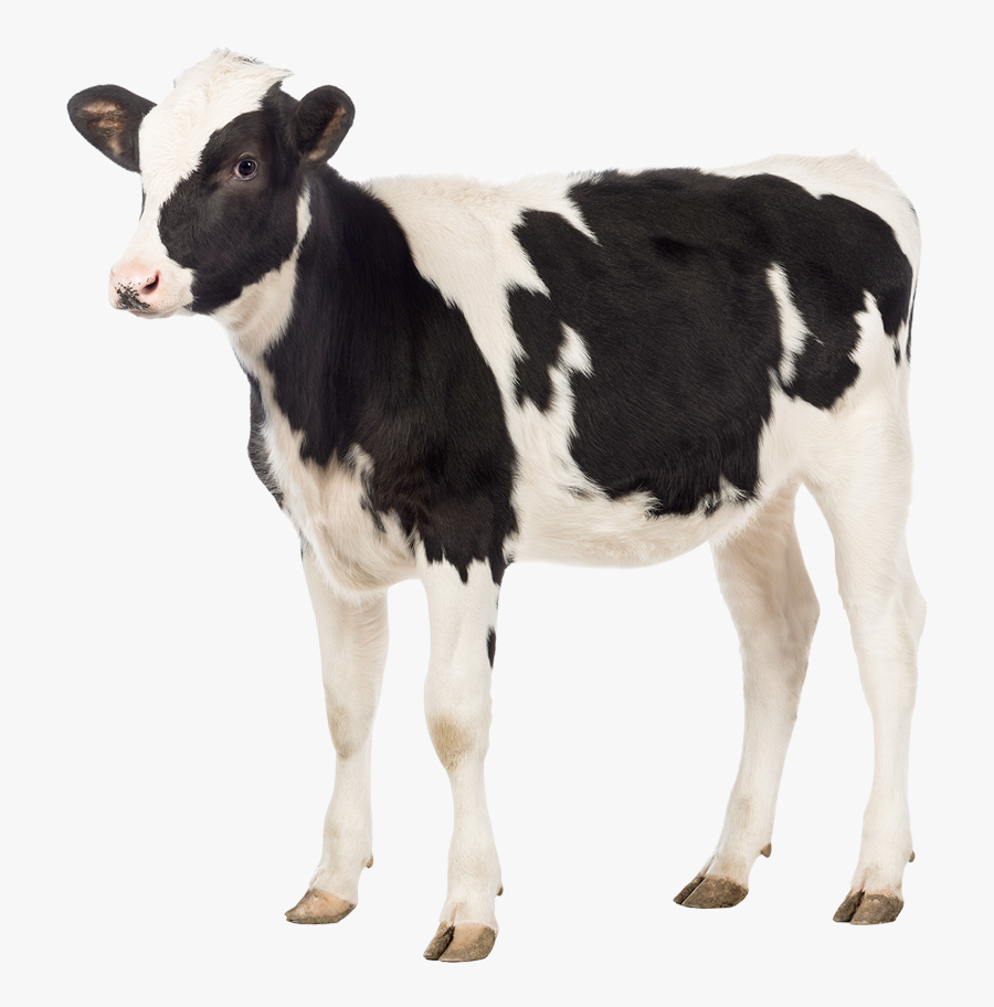 Calf Png, Transparent Clipart