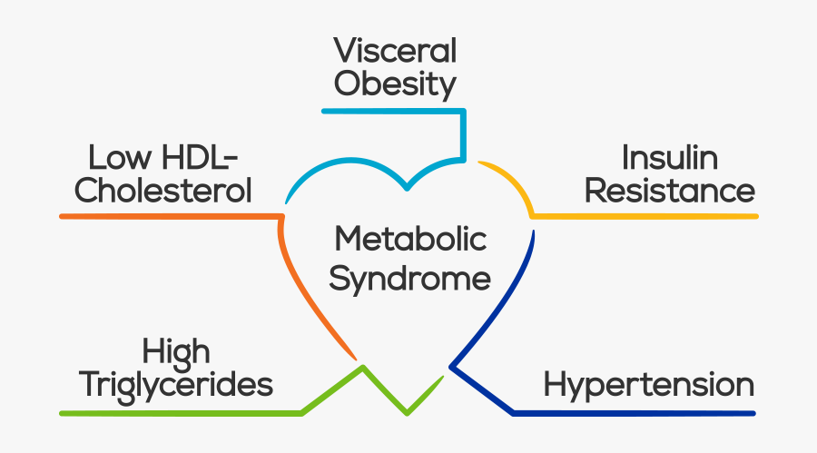 Obesity Metabolic Syndrome Ph375 Usa - Metabolic Syndrome, Transparent Clipart