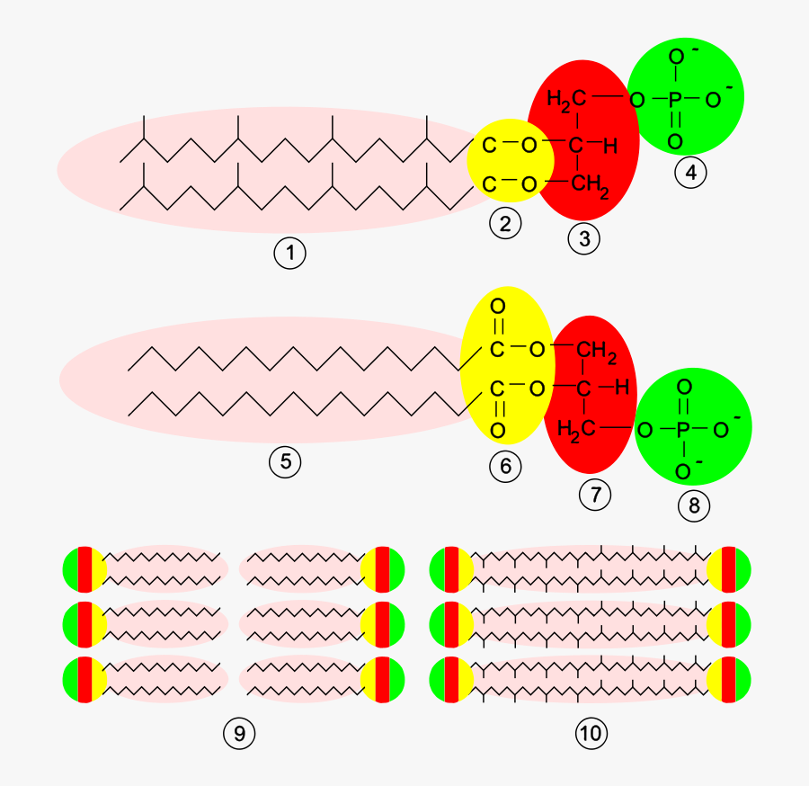 Membrane Structures - Archaeal Membrane Structure, Transparent Clipart