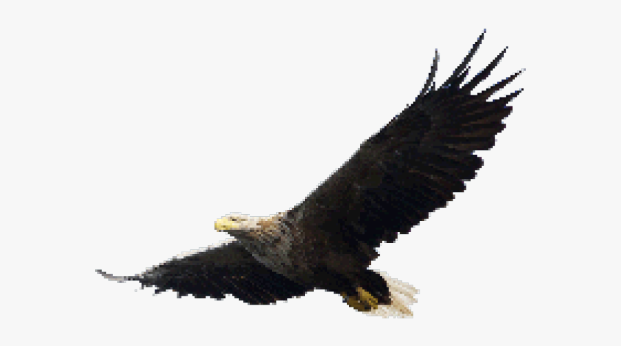 Eagle Png, Transparent Clipart