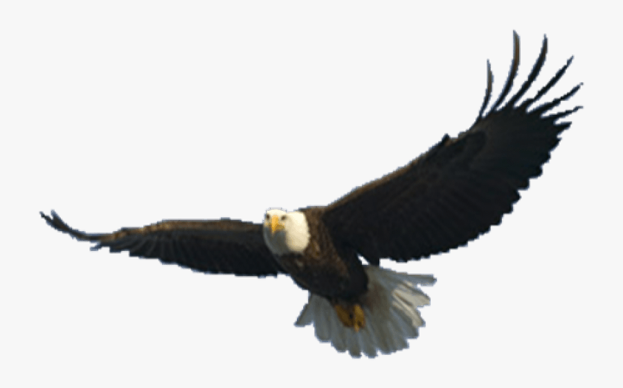 Free Png Download Eagle Png Images Background Png Images - Flying Eagle Transparent Background, Transparent Clipart