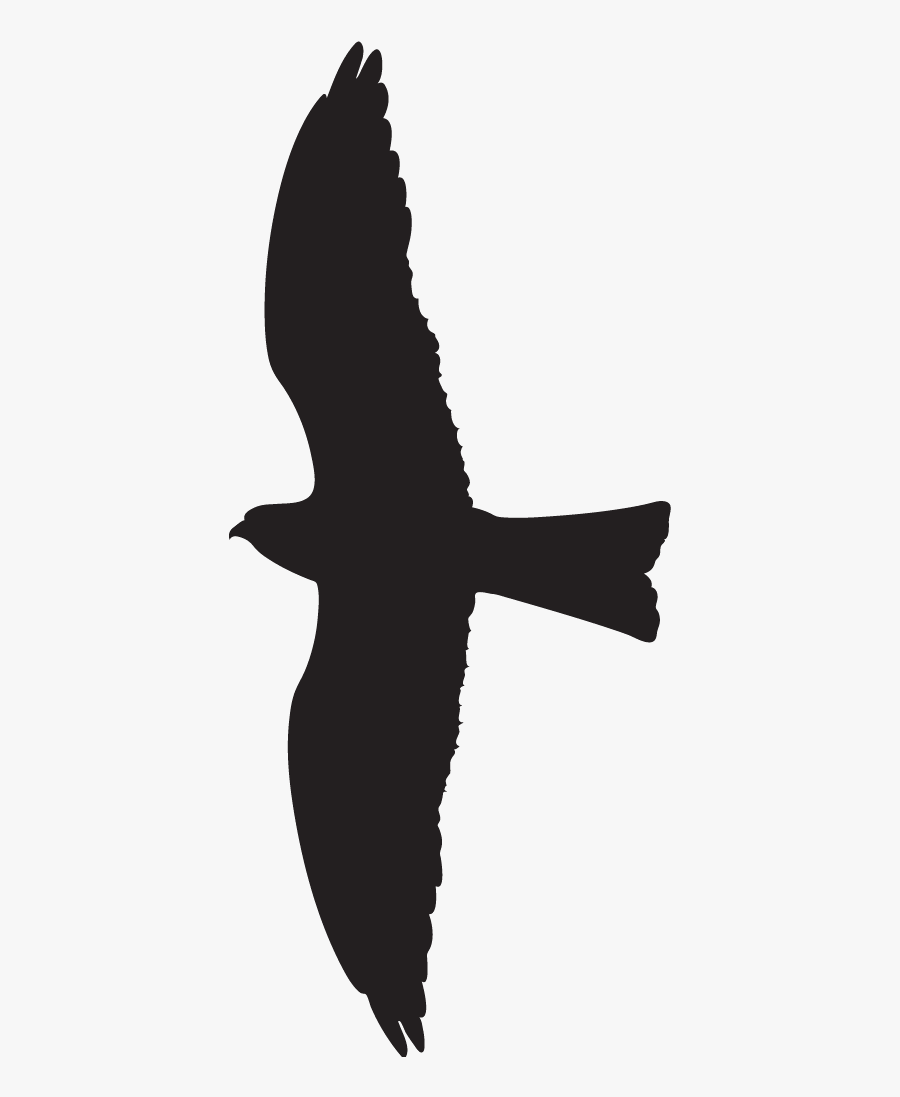 White Tailed Kite Vaux S Swift, Transparent Clipart