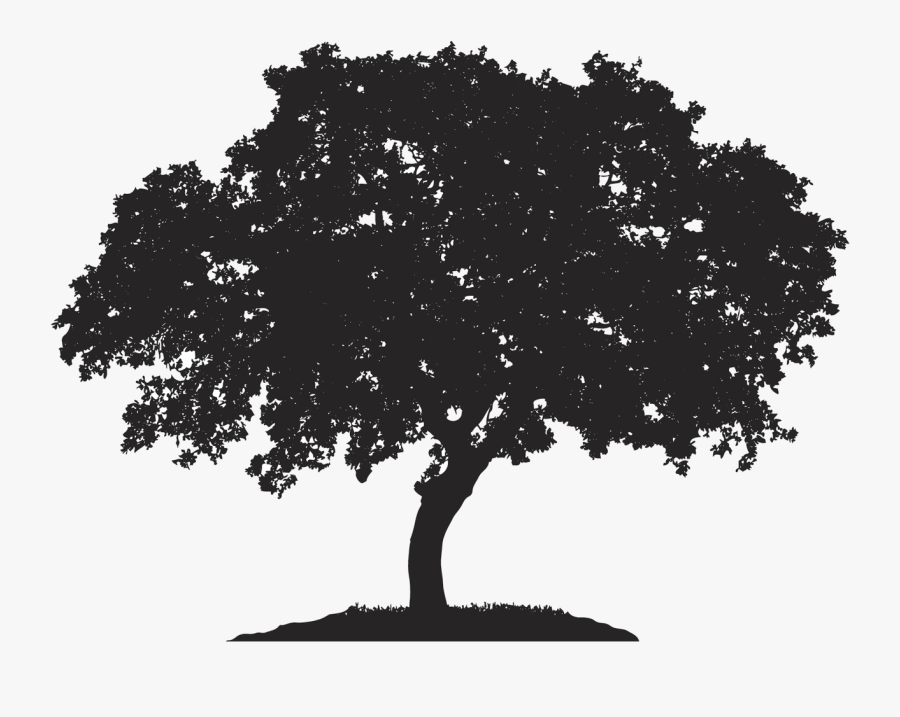 English Oak Tree Japanese Maple Royalty-free Quercus - Elm Tree Silhouette, Transparent Clipart