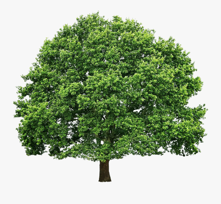 Clip Art Green Oak Tree - Tree With White Background, Transparent Clipart