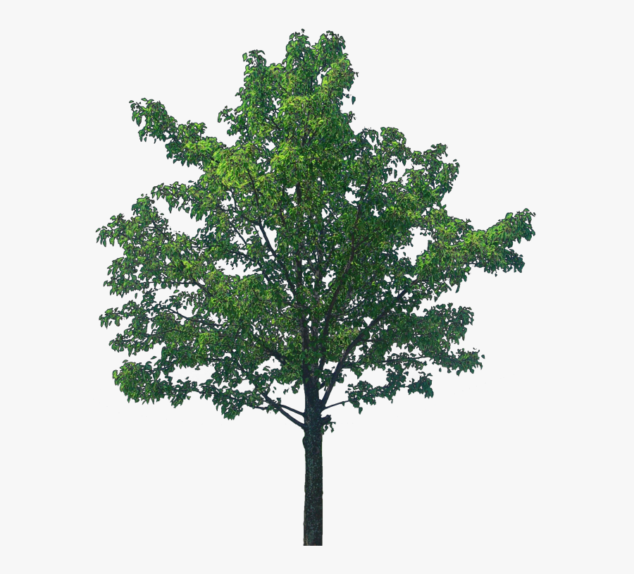 Oak Tree Png Transparent Image - Wonder Bread Development Memphis, Transparent Clipart