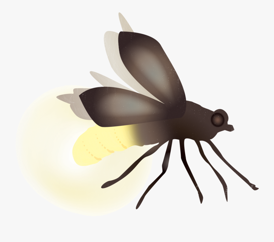 Transparent Firefly Png Membranewinged Insect , Free Transparent