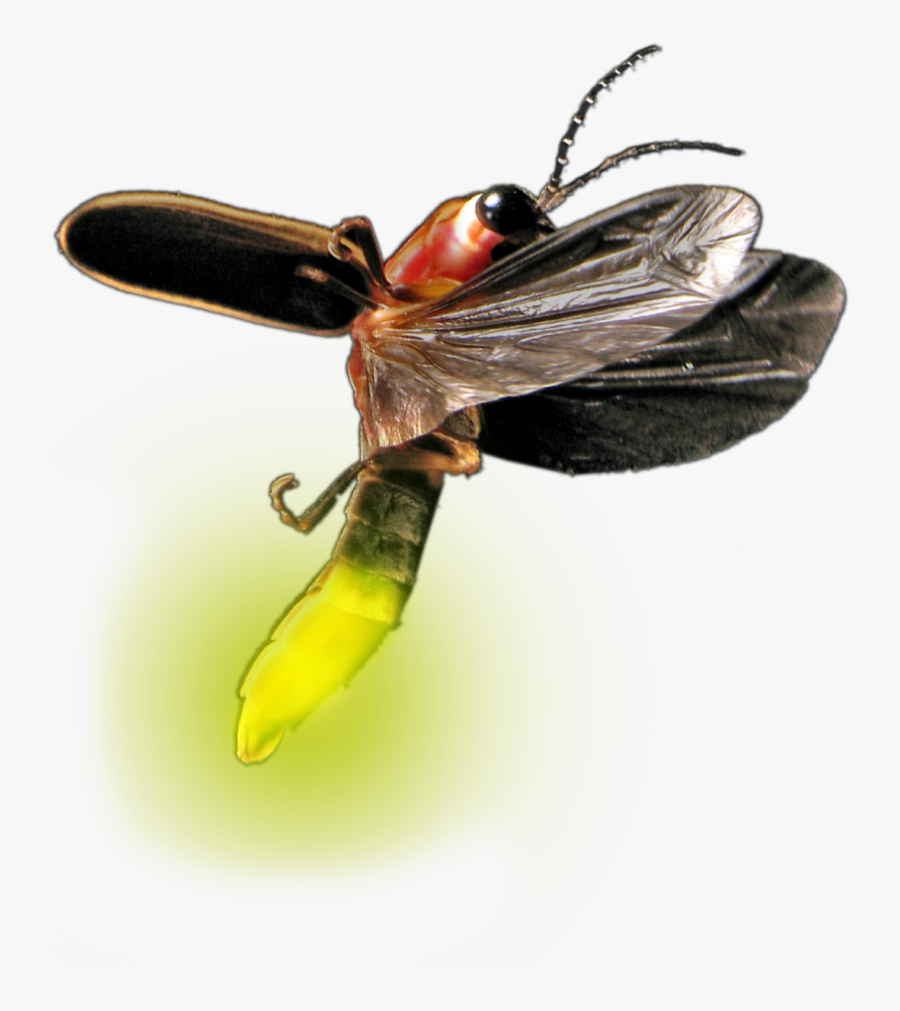 Transparent Firefly Bug Clipart - Firefly Insect Png Transparent, Transparent Clipart