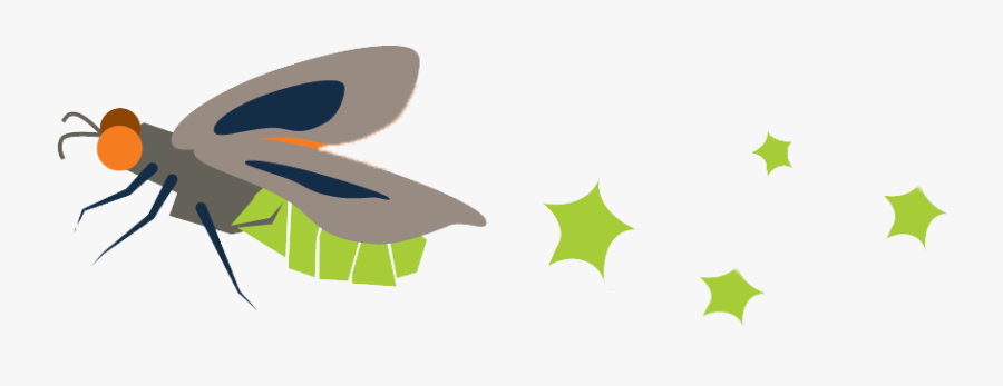 Our Firefly Has A Name Firefly Craft Gallery - Net-winged Insects, Transparent Clipart