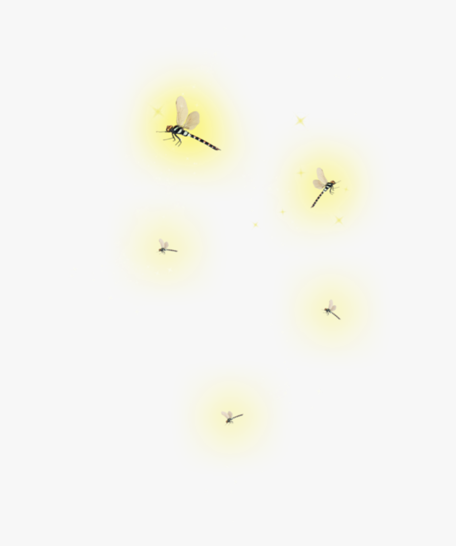 #ftestickers #fireflies #firefly #light #glow - Transparent Lightning Bug Png, Transparent Clipart