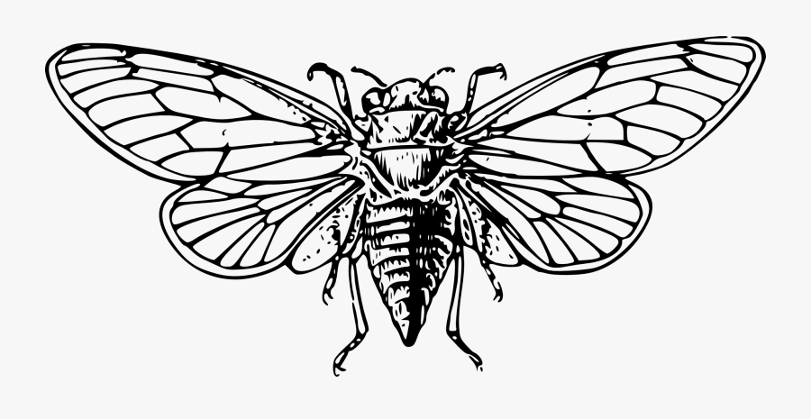 Firefly Clipart Border - Cicada Drawing, Transparent Clipart