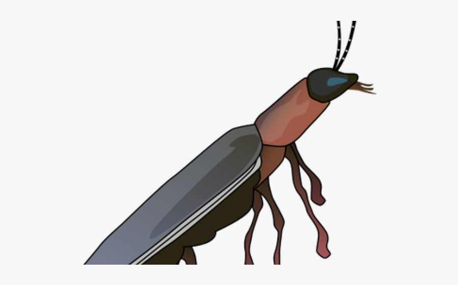 Drawn Insect Firefly - Firefly Drawing, Transparent Clipart