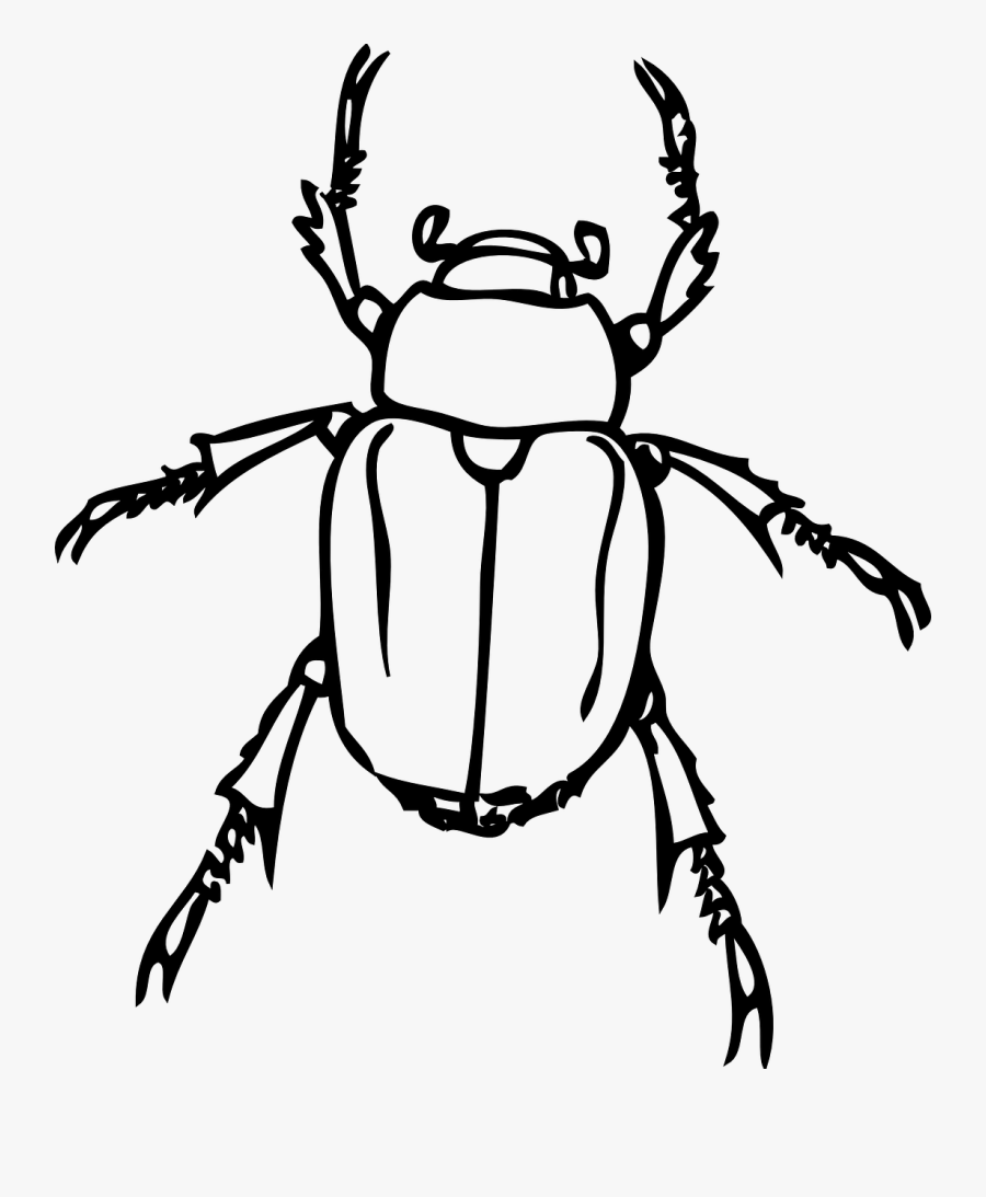Vector Insects Drawing Transparent Png Clipart Free - Beetles Clip Art, Transparent Clipart