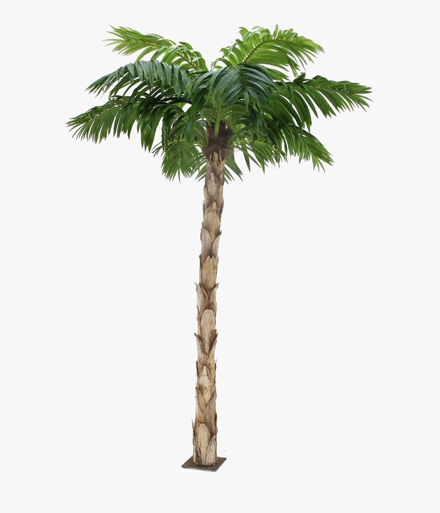 Transparent Background Palm Tree Png, Transparent Clipart