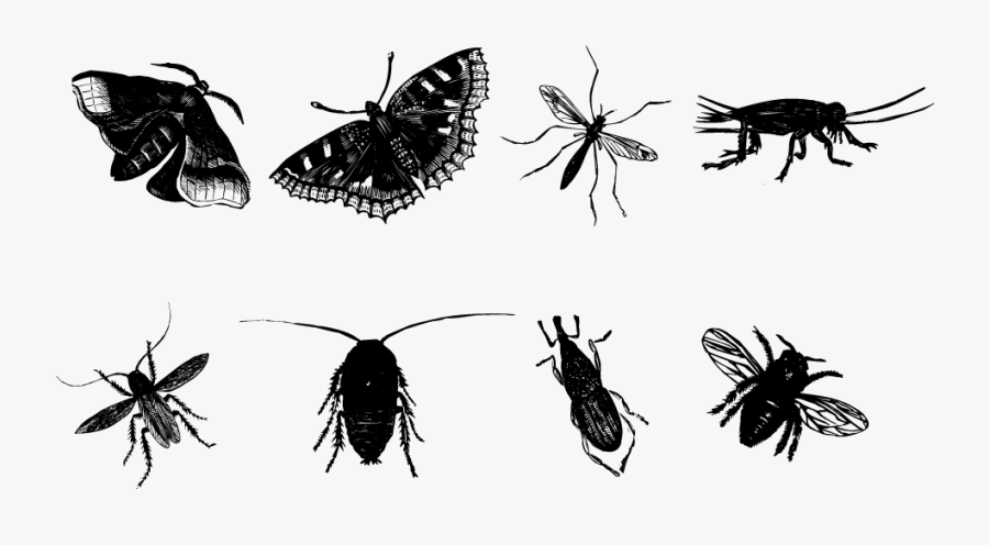Insect Butterfly Mosquito Bee - Insect Sketch Png, Transparent Clipart