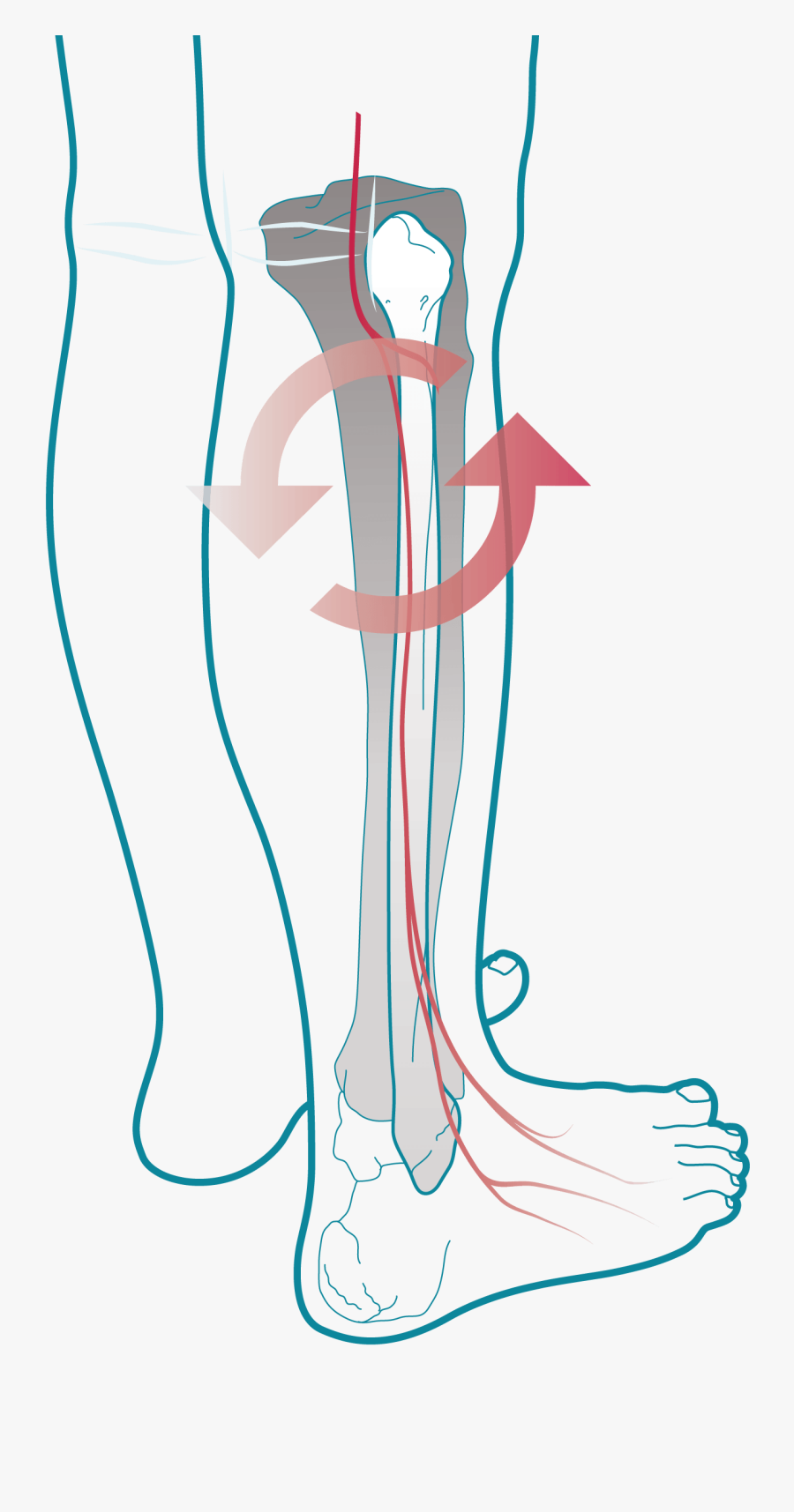 Picture Free Stock Recovery And Athletic Longevity - Illustration, Transparent Clipart