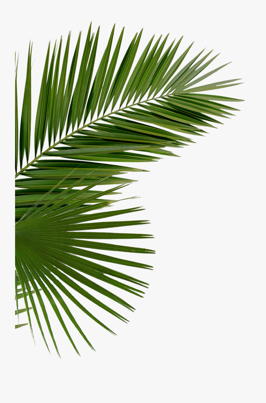 Palms Png - Palms Png - Party Png - Palm Leaf Black - Palm Tree Leaf Png, Transparent Clipart