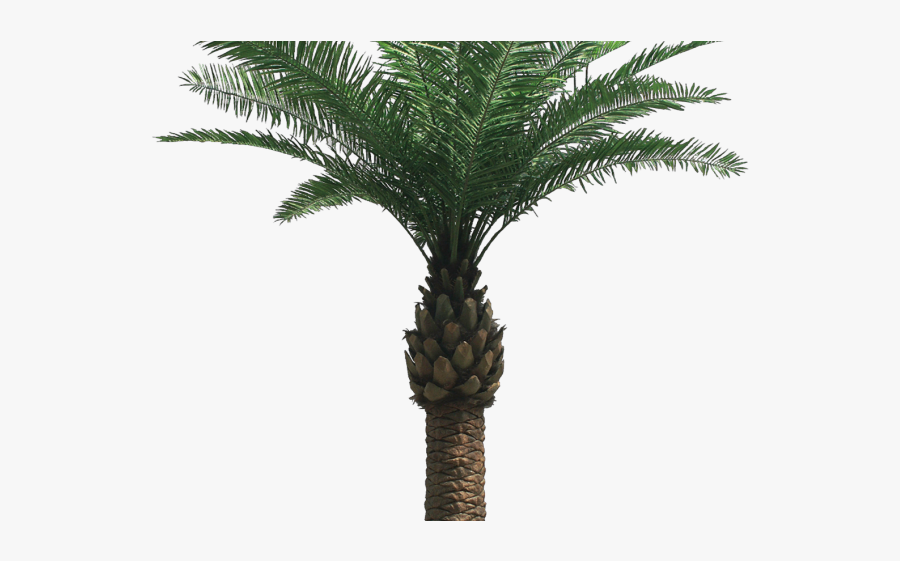 Date Palm Tree Png, Transparent Clipart