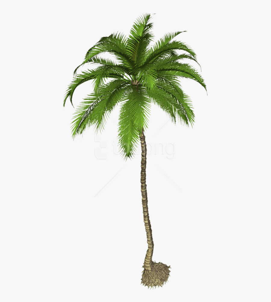 Transparent Palm Png - Tree Transparent Coconut Png, Transparent Clipart