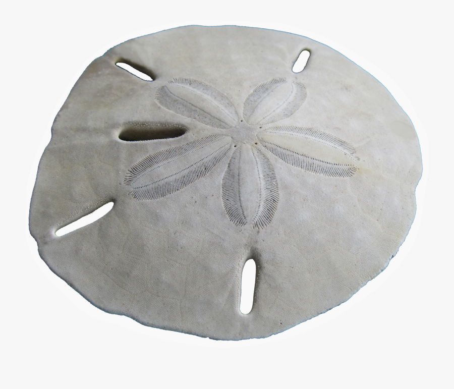 Clip Art Die Cut Stickers - Sand Dollar, Transparent Clipart