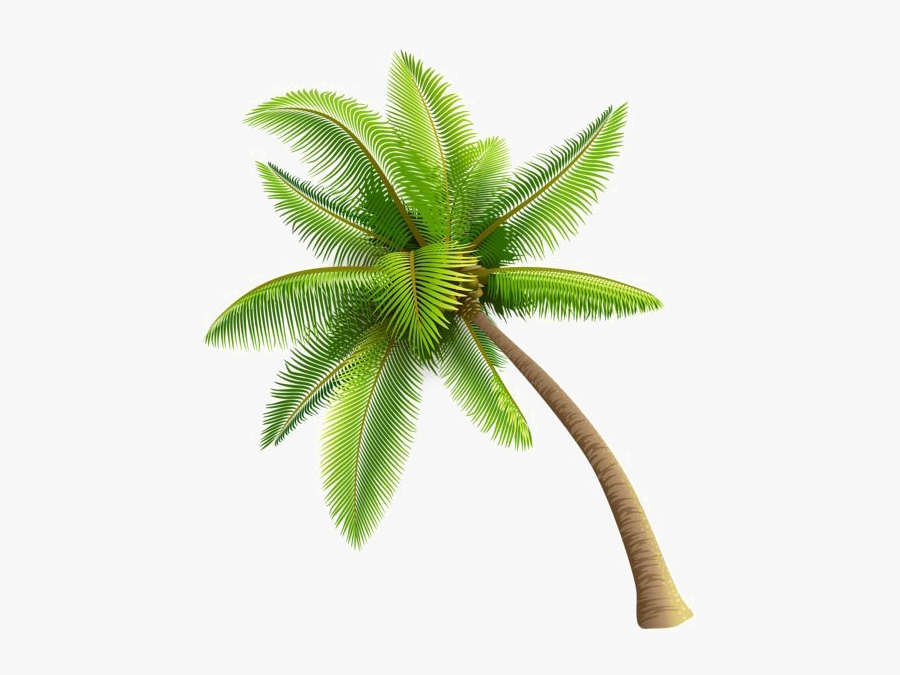 Coconut Tree Png - Transparent Background Coconut Tree Png, Transparent Clipart