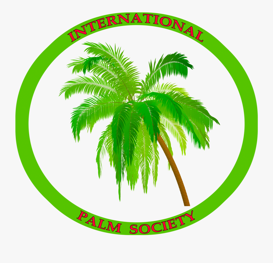 Coconut Tree , Transparent Cartoons - Coconut Tree, Transparent Clipart