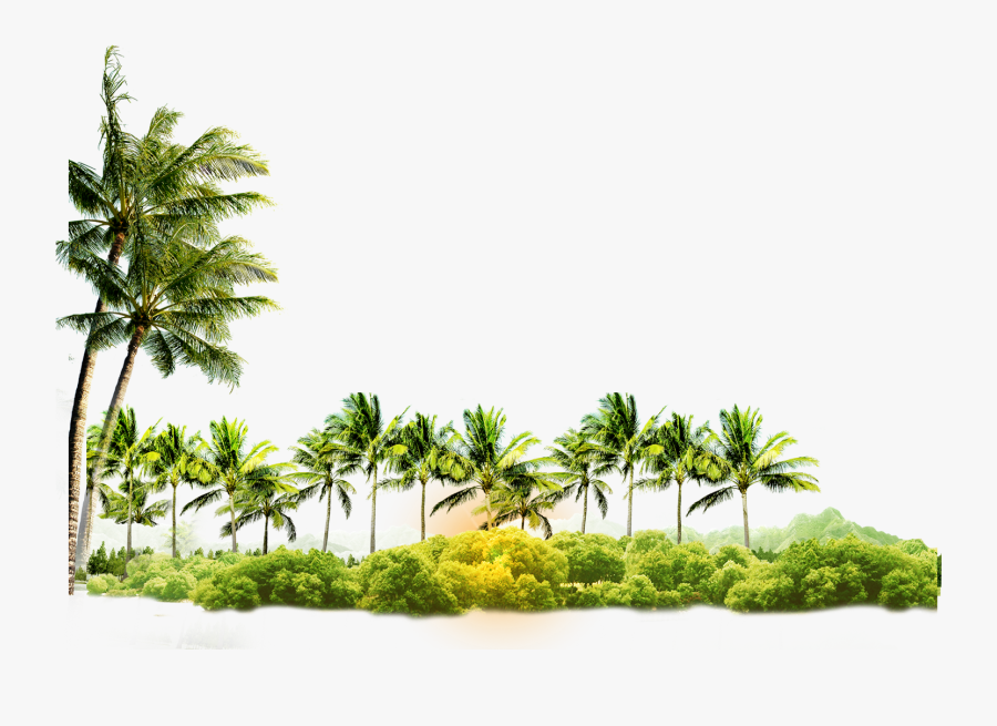 Arecaceae Coconut Tree Icon Free Photo Png Clipart - Coconut Trees Clipart Png, Transparent Clipart