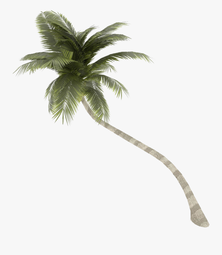Coconut Arecaceae Tree - Transparent Background Coconut Tree Png, Transparent Clipart