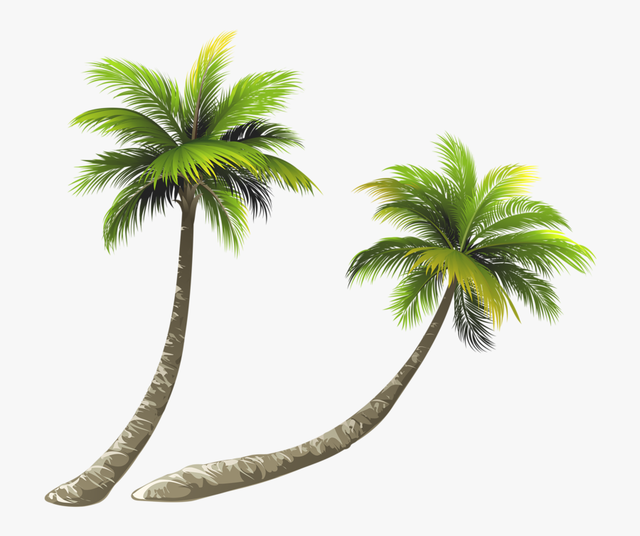 Arecaceae Coconut Royalty-free Illustration - Coconut Tree Png File, Transparent Clipart