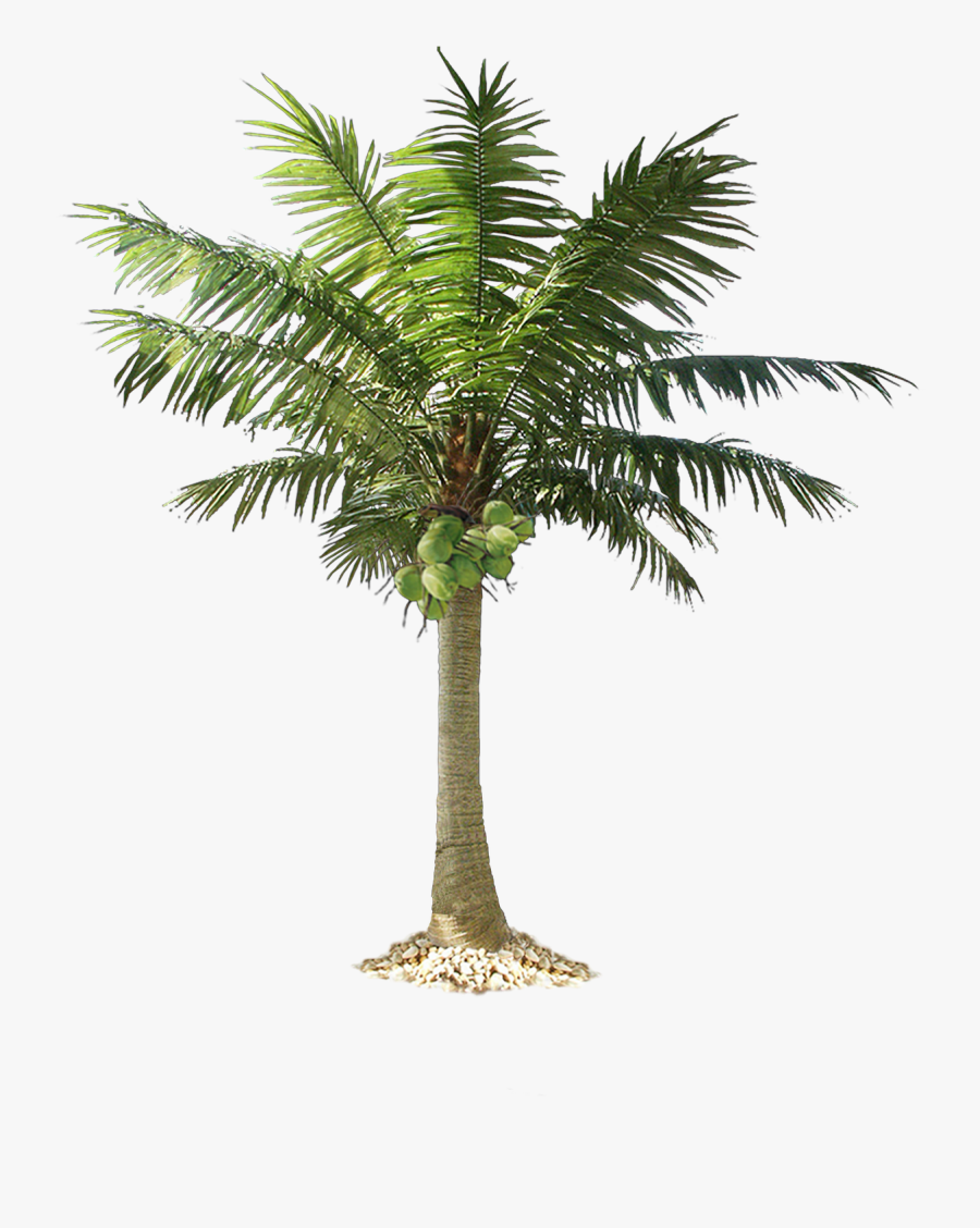 Beach Coconut Tree Png - Coconut Tree Images Png, Transparent Clipart