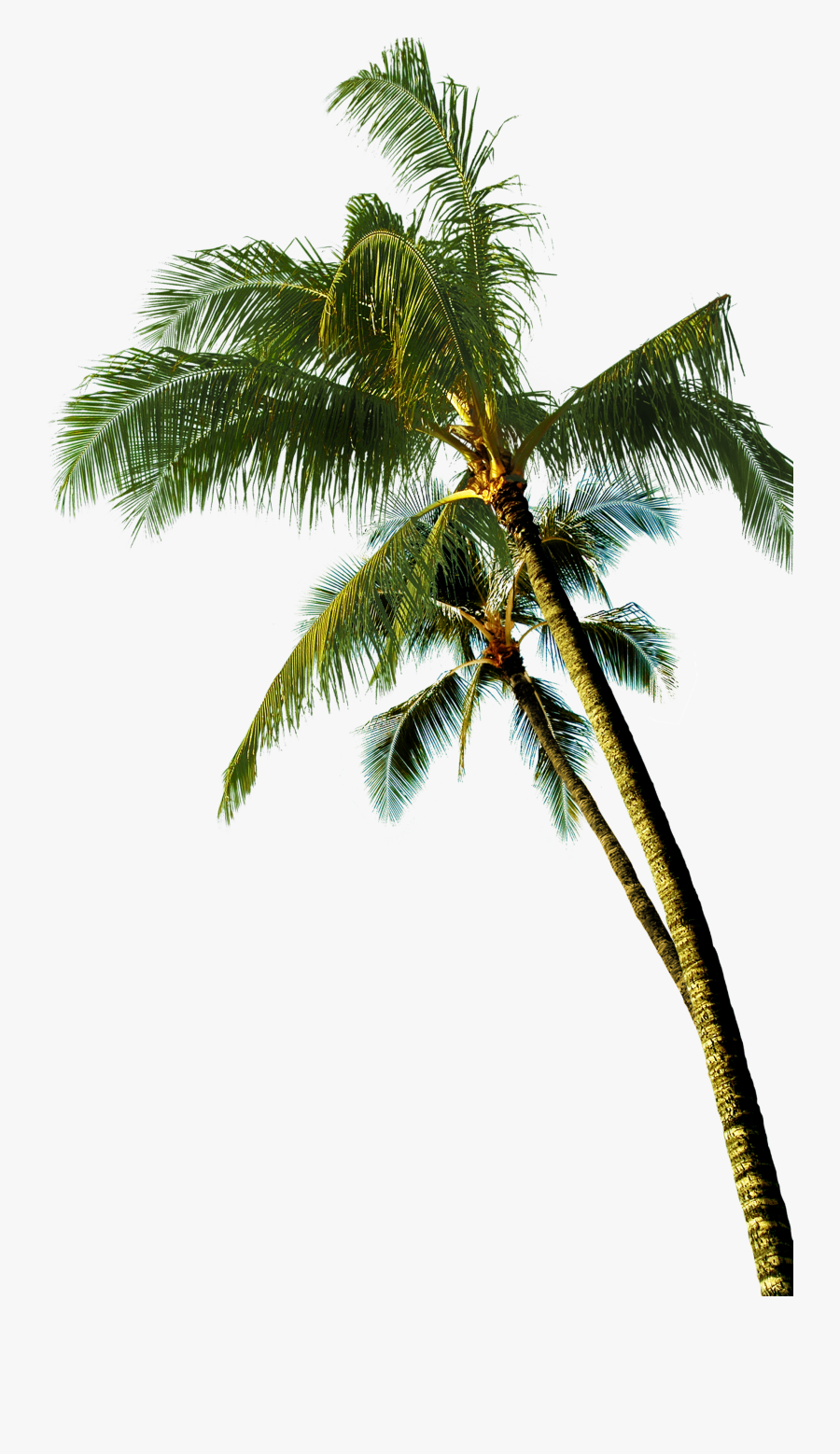 Coconut Asian Palmyra Palm Tree - Transparent Coconut Trees Png, Transparent Clipart