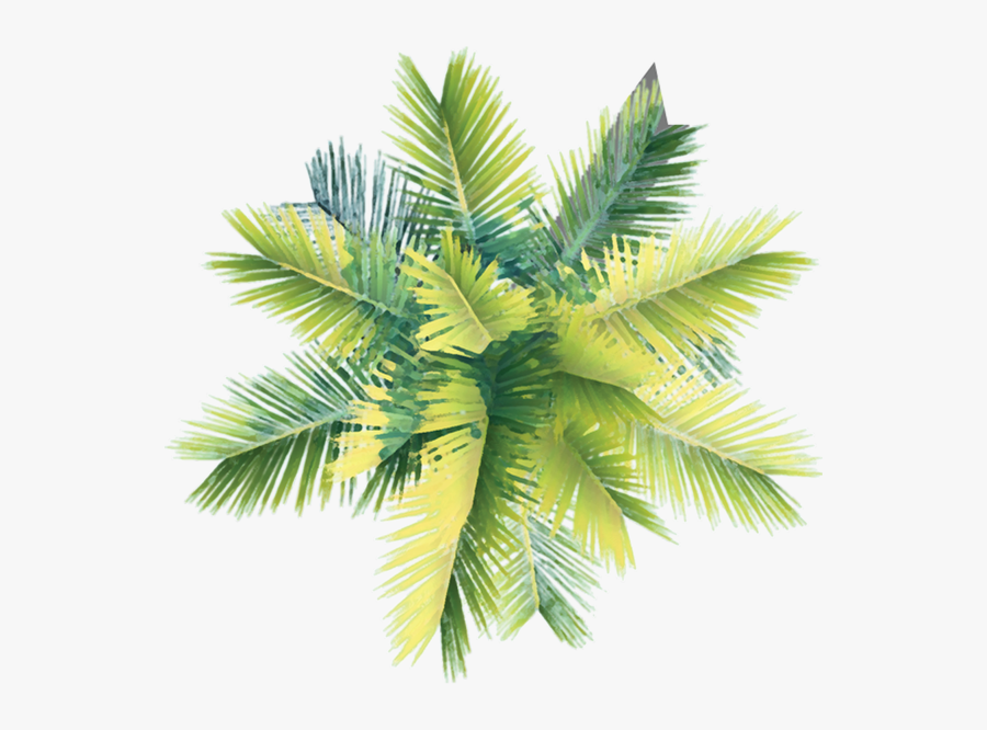 Coconut Tree Clipart Curved - Palm Tree Plan Png , Free Transparent