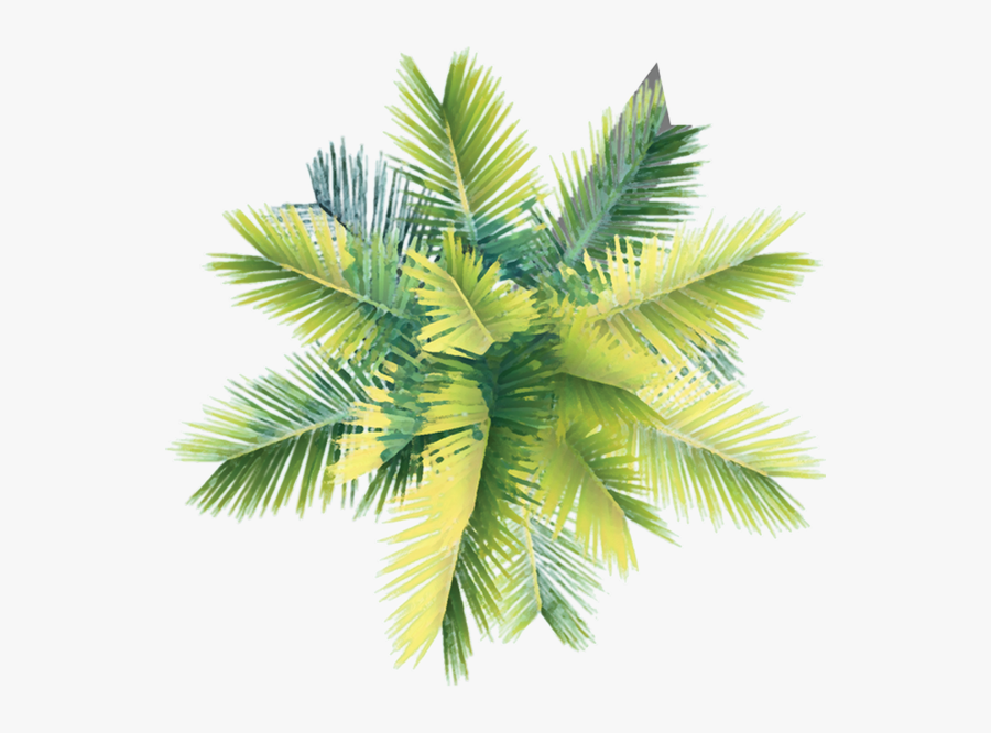 Coconut Tree Clipart Curved - Palm Tree Plan Png, Transparent Clipart