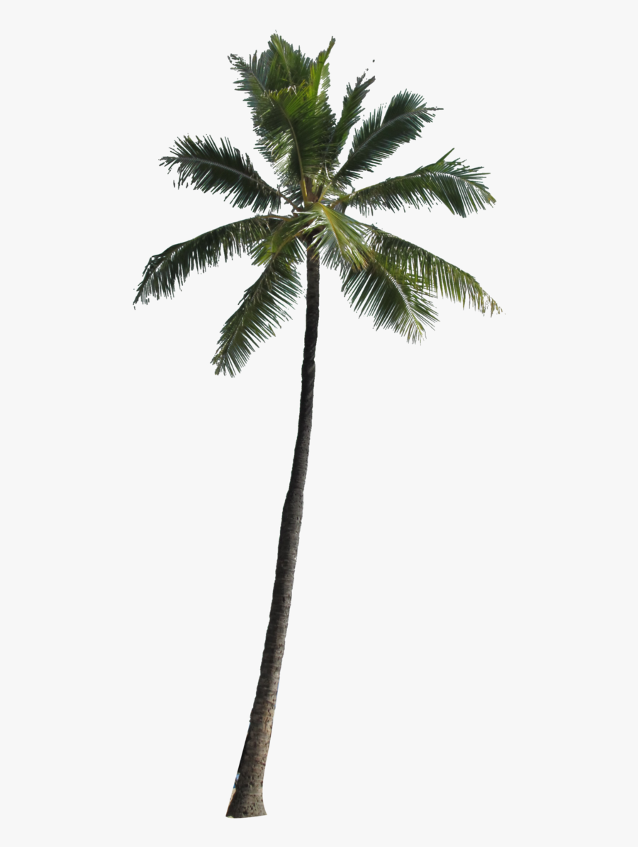 Coconut Tree Png Picture - Transparent Palm Tree Png, Transparent Clipart