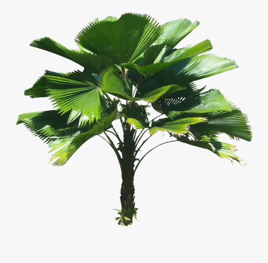 3d Coconut Tree Png - Licuala Grandis Palm Png, Transparent Clipart