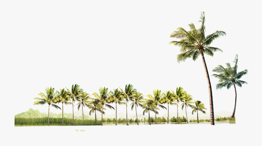 Coconut Tree Free Clipart Hd Clipart - Beach Coconut Tree Png, Transparent Clipart