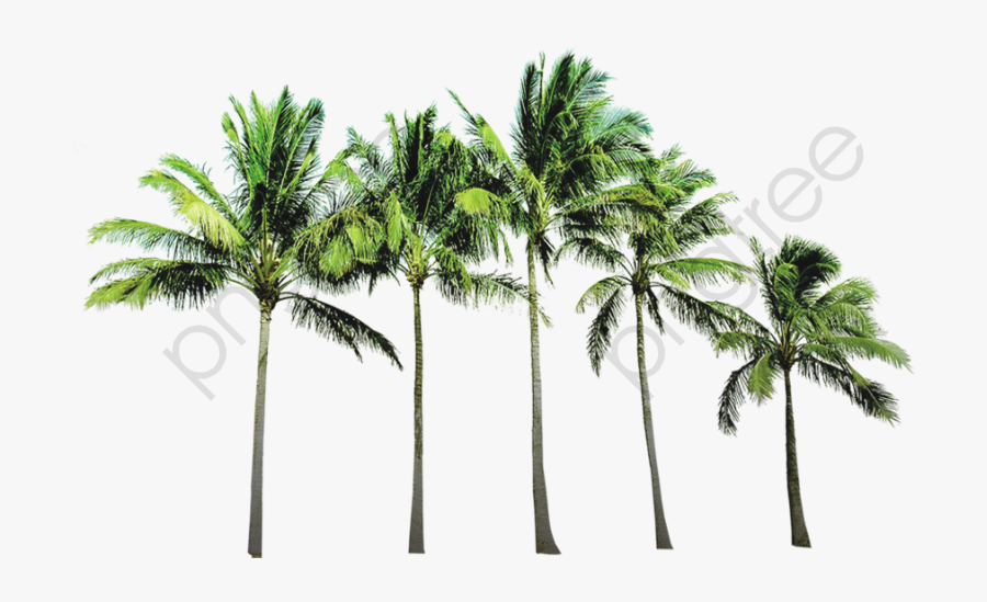 Coconut Tree - Coconut Tree Png File, Transparent Clipart